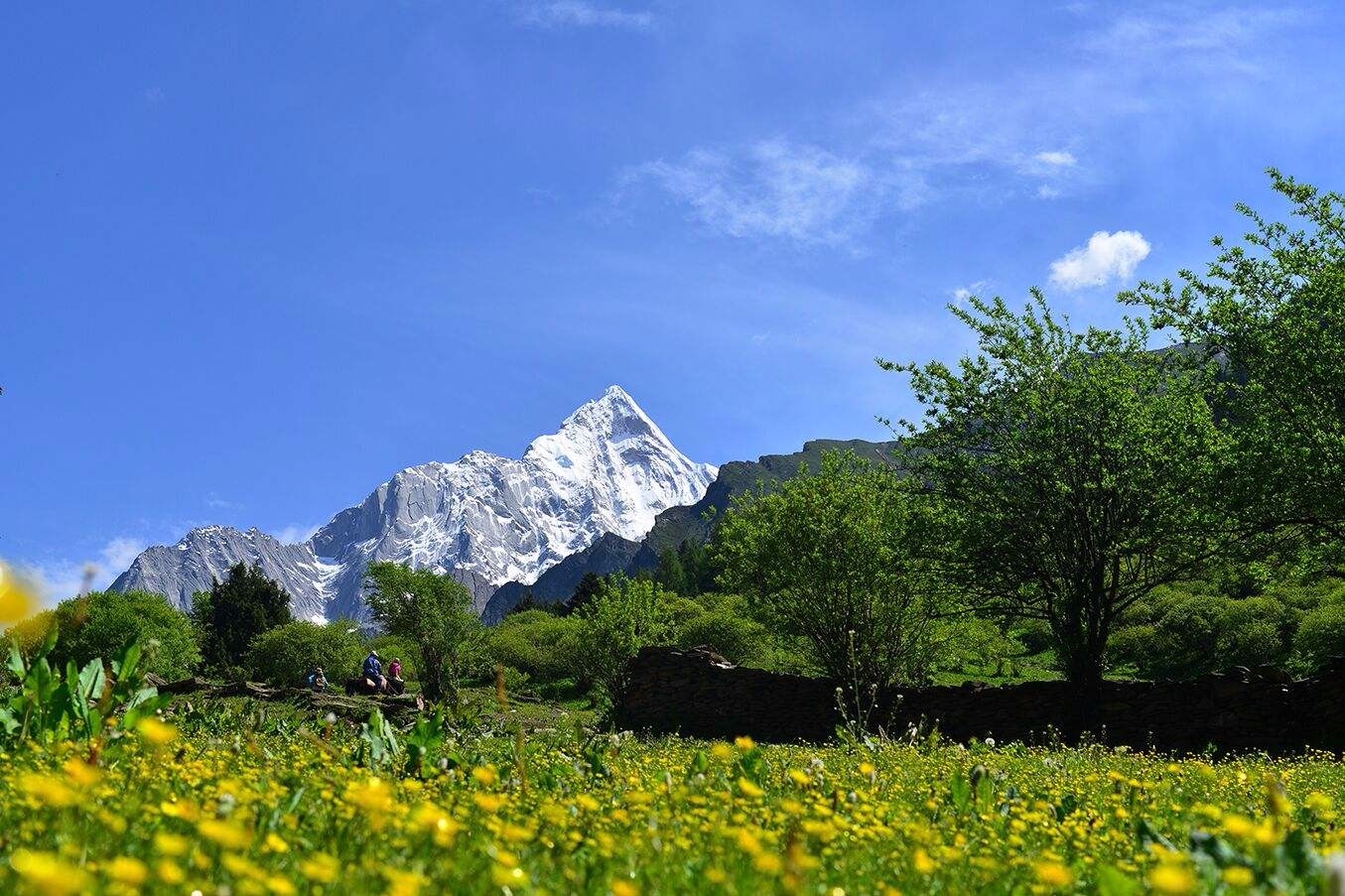 行走在山花盛开的四姑娘山