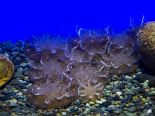 香港海洋公园海洋馆