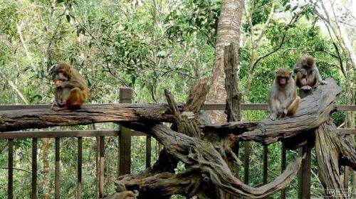 云南-西双版纳3晚4日游 纯游玩 野象谷 普洱国