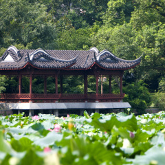 杭州曲院风荷景区