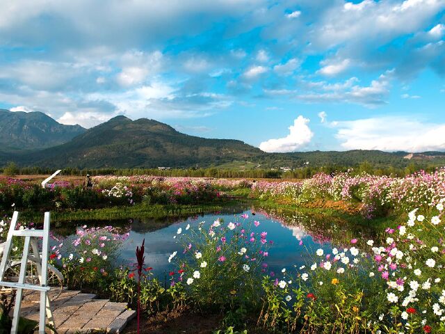 丽江花海