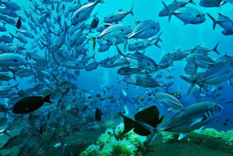 巴厘岛4晚5或6日自助游 冰点特价 直飞往返 全