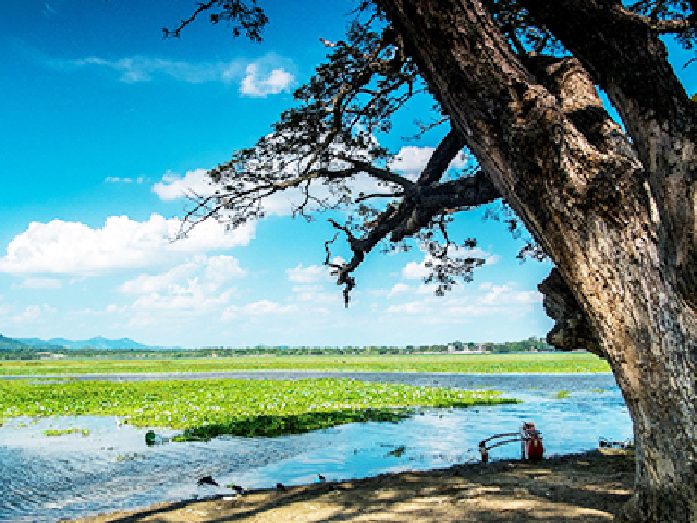 杭州-斯里兰卡5晚7日半自助游 纯玩无购物 无自