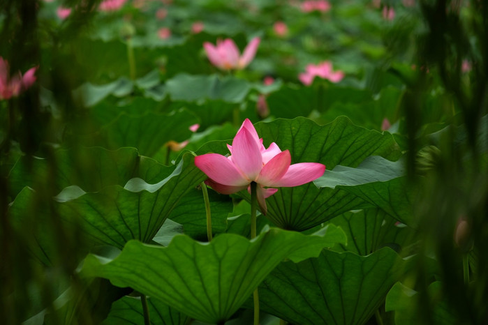  頤和園