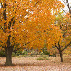 Fall Foliage