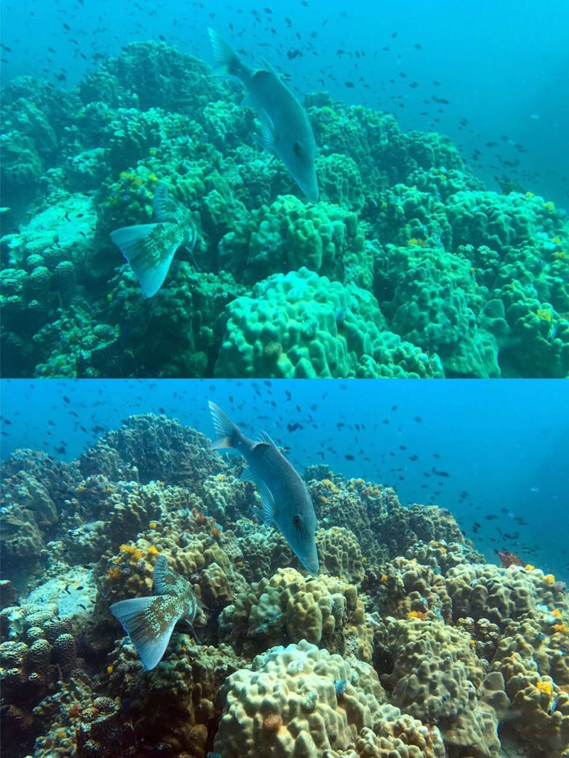 pg島7天潛水考證ow aow攻略(附水下照片色彩還原神器)