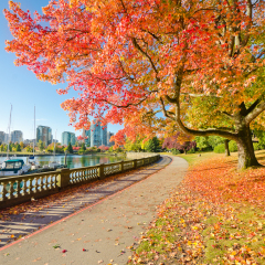 Colors of the autumn. Gorgeous sea walk in the park. Stanley Park in Vancouver. Canada.