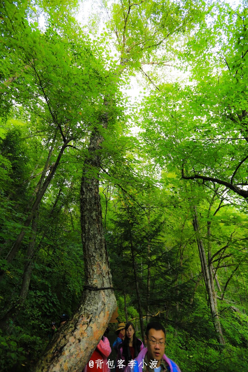 黑桦树,将用于铁路的枕木和建筑行业中的板材 也不晓得这棵黑桦为啥就