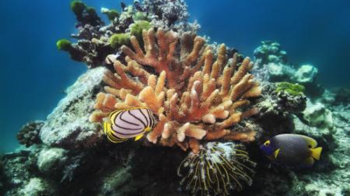 泰国 普吉岛+皮皮岛+大堡礁浮潜+蓝钻珊瑚岛 
