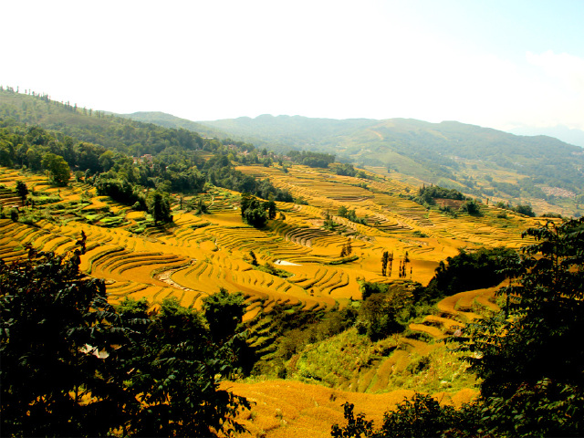 元阳梯田:8月-10月秋景