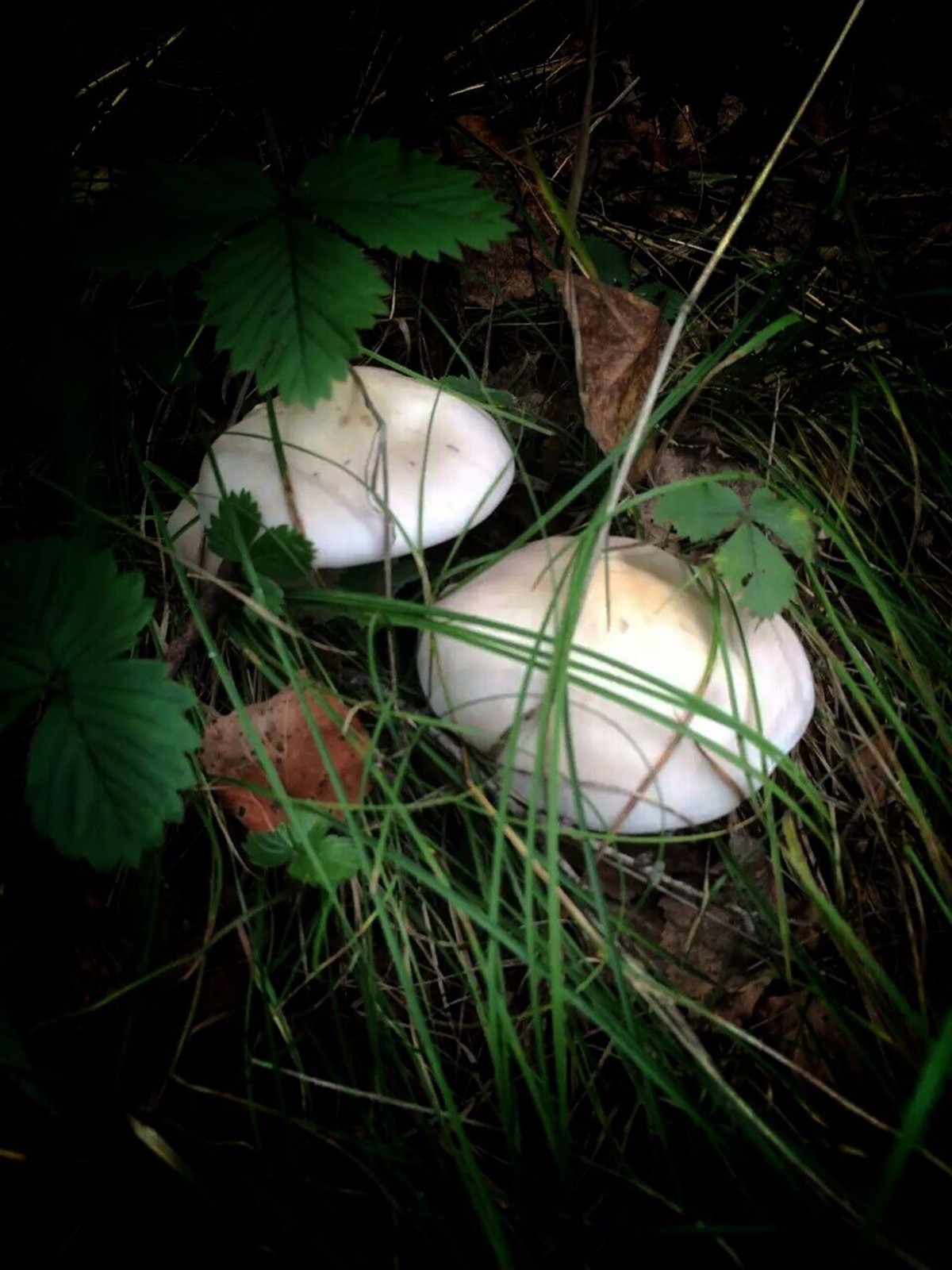 呼伦贝尔——农场行(上)