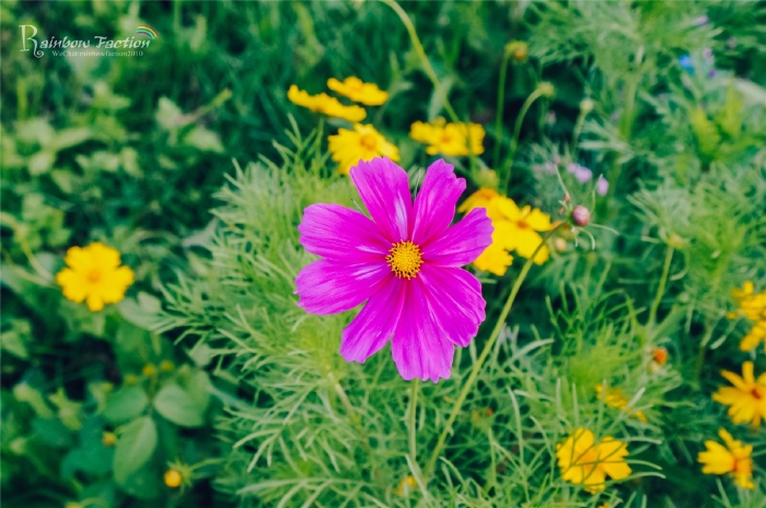 一走,直到所有的花都入梦了也不停留【多图】_长白山风景区游记_途牛