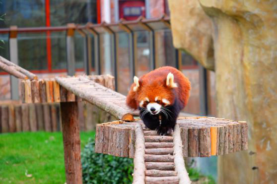 南通森林野生動物園門票價格-南通森林野生動物園門票預訂-南通森林