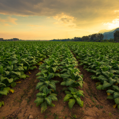 Tobacco field with beautiful sky background