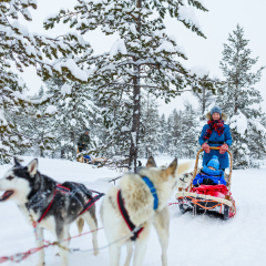 Husky dogs are pulling sledge with family at winter forest in Lapland Finland