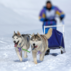A team of Siberian sled dogs pulling a sled through the winter forest
