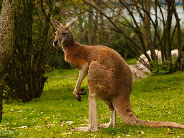 【高端纯玩】新西兰南北岛8晚11天品质游 nz(帆船出海 萤火虫洞 观鲸