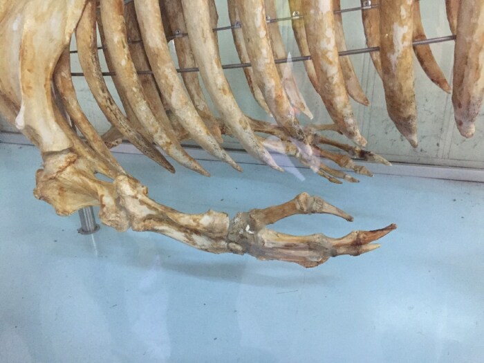 此为海牛,与人类相似的手骨,可抱娃.