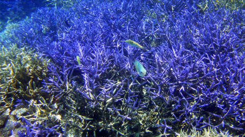 香港直飞帕劳 北京飞首尔转机飞帕劳 5日或6日