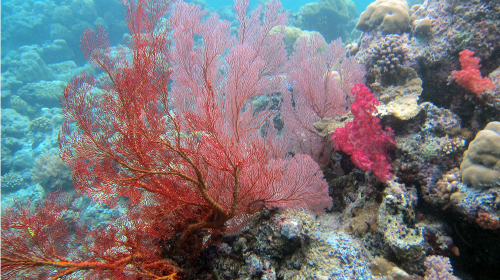 香港直飞帕劳 北京飞首尔转机飞帕劳 5日或6日