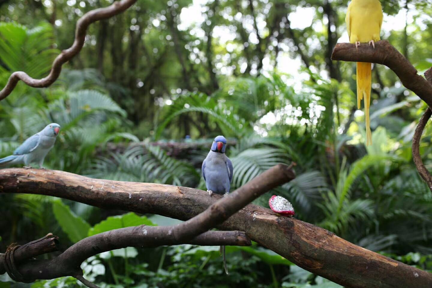 广州长隆飞鸟乐园【多图】_长隆飞鸟乐园游记_途牛