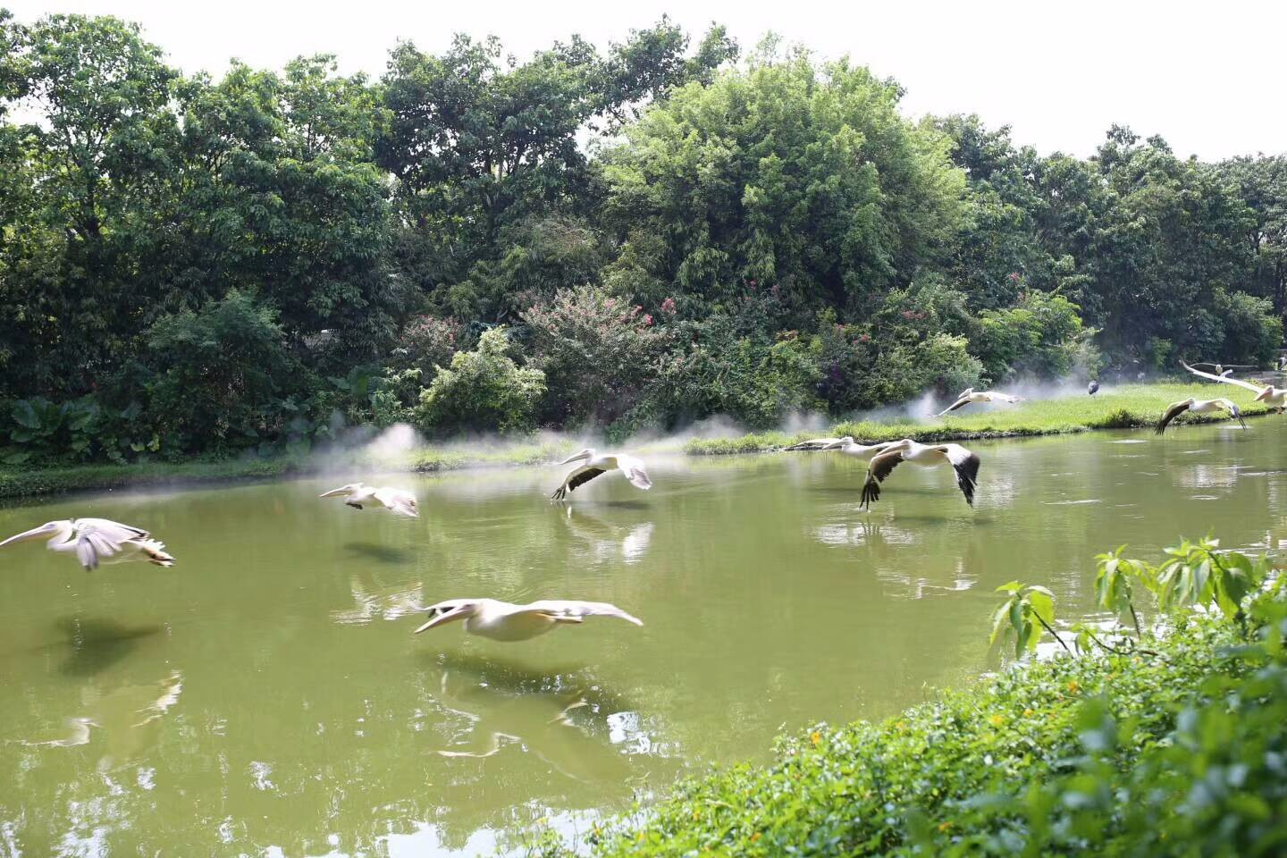 广州长隆飞鸟乐园