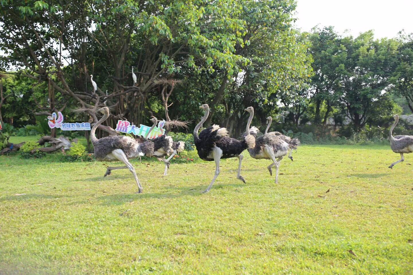 廣州長隆飛鳥樂園