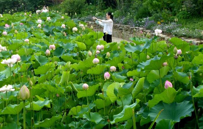 首发 英歌石植物园赏荷 英歌石植物园游记 途牛