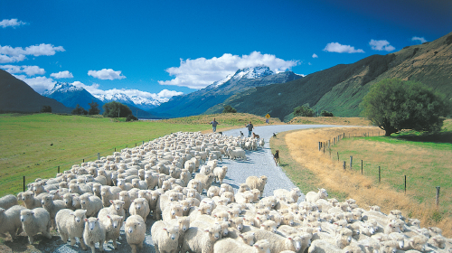 新西兰南岛中线基督城蒂卡波湖库克山皇后镇但