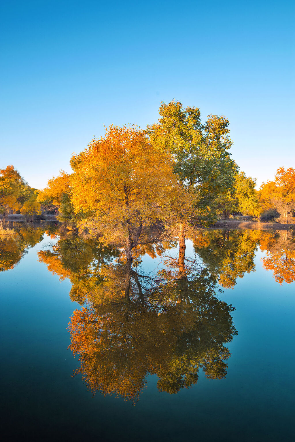 兰州张掖七彩丹霞大漠西怪树林额济纳旗胡杨林八道桥古居延泽骊靬古城