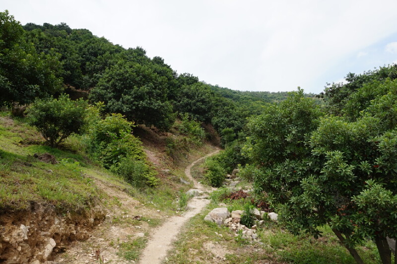 发现慈溪杨梅山