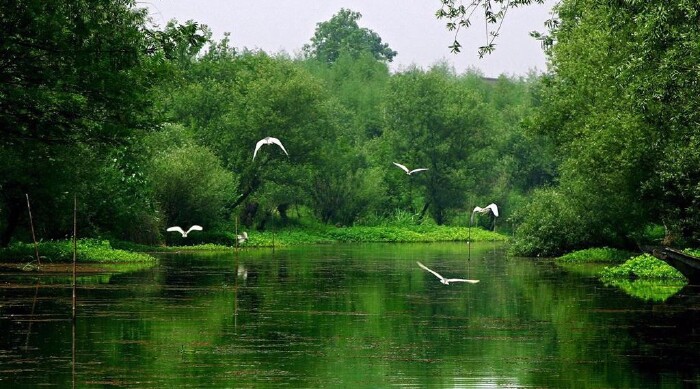 西溪美景,且留下【多图】_西溪国家湿地公园游记_途牛