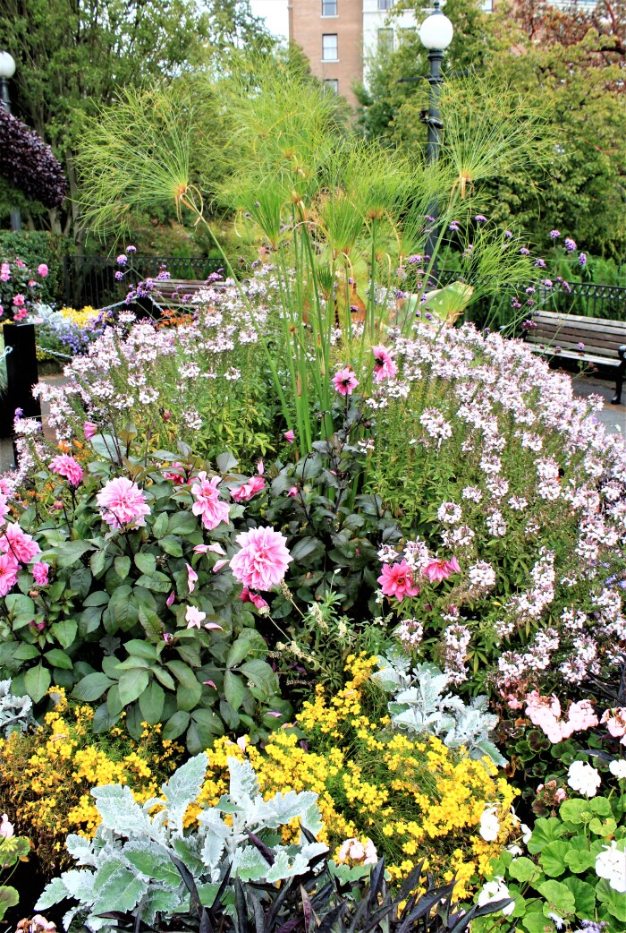  街角小花圃的鲜花造型.