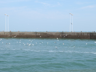 日照世帆赛基地