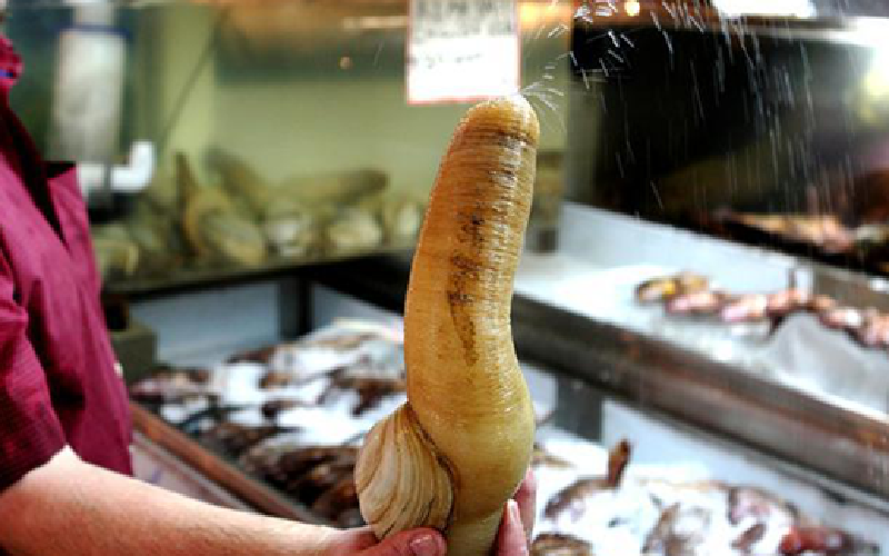 旁边游人们都笑开了我自动点了笑穴,呃这象拔蚌长得真心丑啊霸王蟹不