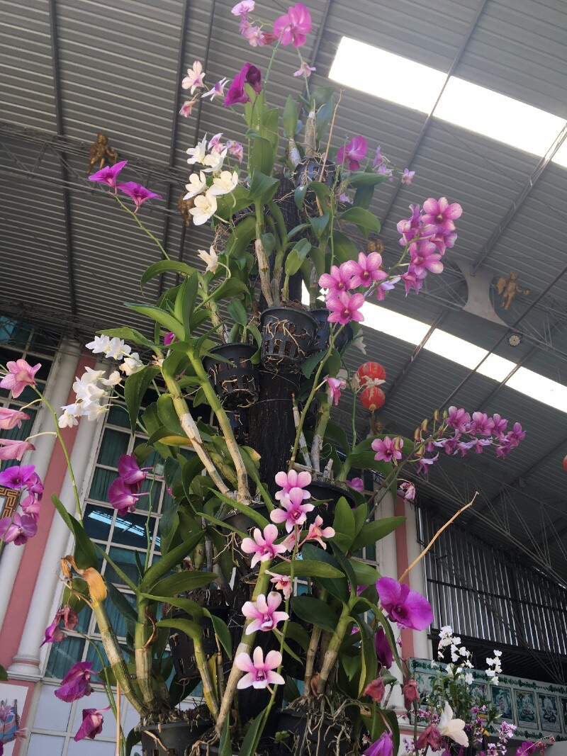 洋兰,黄金屋里的自然清风