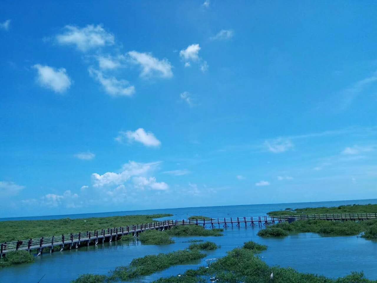 北海紅樹林景區,在景區裡可以進行趕海喲