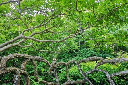 <海南海岛之肺研学之旅三日游>了解全球气侯变暖给动植物以及人类社会带来的挑战，小培养孩子们的生态环保意识