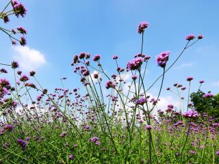 鹅湖玫瑰文化园