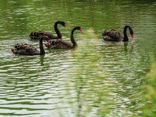鹅湖玫瑰文化园