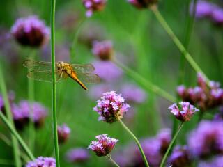 鹅湖玫瑰文化园