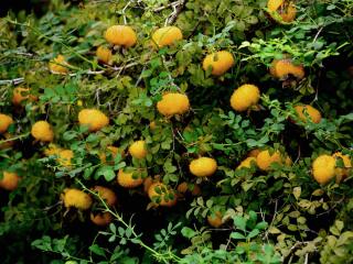 鹅湖玫瑰文化园