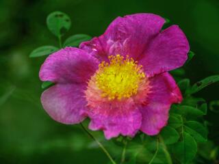 鹅湖玫瑰文化园