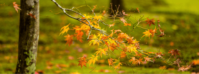 北海道红叶之庭 秋语可侧耳倾听 北海道神宫 攻略游记 途牛