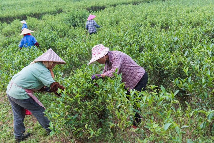 这边的茶叶都是不洒农药的,如果发现茶树长虫了,就得立马用手把它们拨