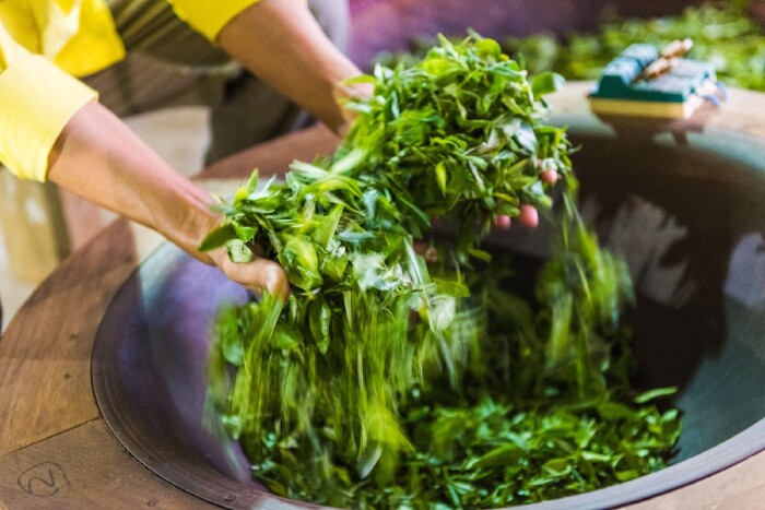 这边的茶叶都是不洒农药的,如果发现茶树长虫了,就得立马用手把它们拨