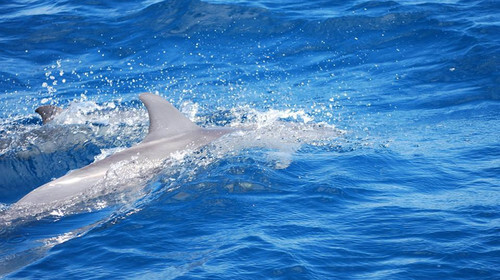蜜月精选 马尔代夫维莉督岛5晚7日自由行 上海