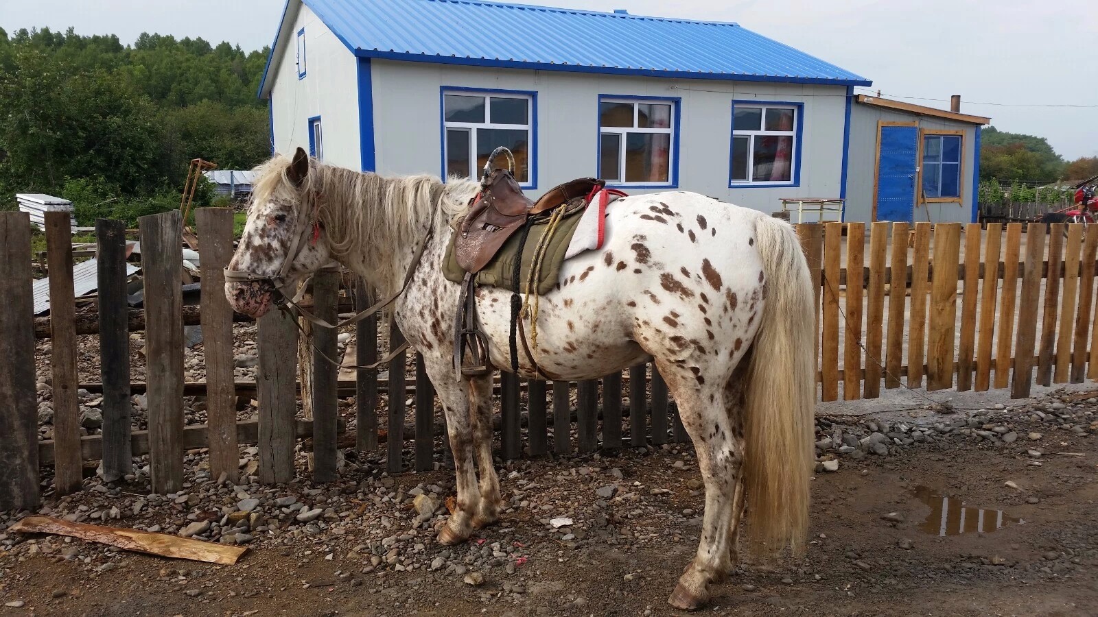 只有五花马,不见千金裘