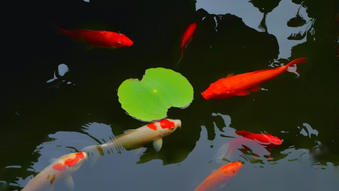 荷花池的锦鲤喜欢跟着岸上的游客,不时的探出头来,向游客所要食物.