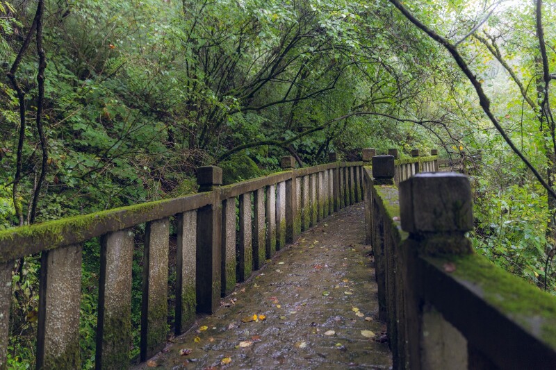 长满青苔的小路